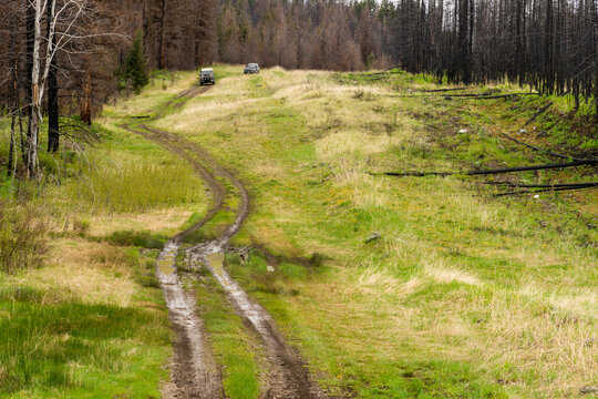 Canada, BC, Clinton.  Muddy, four wheel drive road alongside buried natural gas pipeline.  Evidence of forest fire in the trees beside the road.