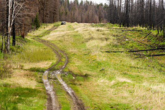 Canada, BC, Clinton.  Muddy, four wheel drive road alongside buried natural gas pipeline.  Evidence of forest fire in the trees beside the road.