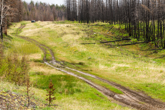 Canada, BC, Clinton.  Muddy, four wheel drive road alongside buried natural gas pipeline.  Evidence of forest fire in the trees beside the road.