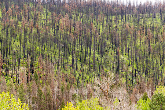 Canada, BC, Loon Lake.  Hillside of green undergrowth second spring after forest fire.