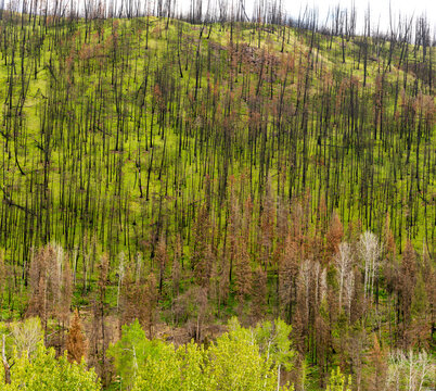 Canada, BC, Loon Lake.  Hillside of green undergrowth second spring after forest fire.