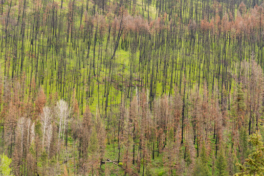 Canada, BC, Loon Lake.  Hillside of green undergrowth second spring after forest fire.