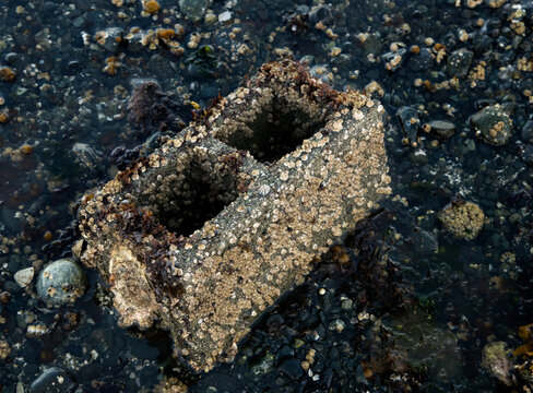 Canada, BC, Denman Island.  Cement cider block brick covered in barnacles in the intertidal shore of this Northern Gulf Island.