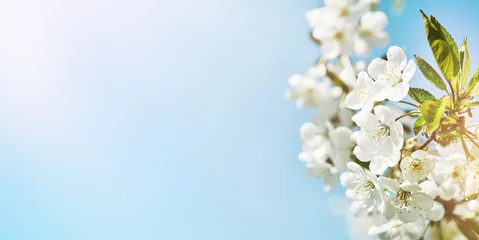 Fotobehang Bloesem Blooming white apple or cherry blossom on background of blue sky. Happy Passover background. Spring Easter background. World environment day. Easter, Birthday, womens day holiday. Top view. Mock up.  © kasia2003