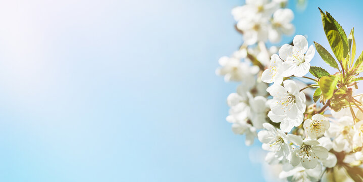 Blooming white apple or cherry blossom on background of blue sky. Happy Passover background. Spring Easter background. World environment day. Easter, Birthday, womens day holiday. Top view. Mock up.