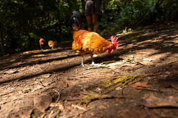 A rooster is pecking at the ground in a forest © Barosanu
