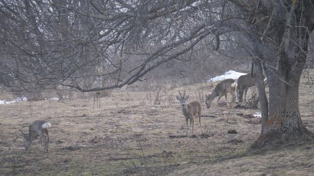 Group of Roe deer male and female standing alert and grazing the grass in alpine forest. Wildlife winter scene in Italian Alps, natural behavior captured in 4K 60fps