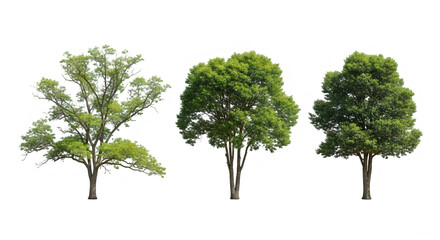 Obraz premium Three different types of trees with green leaves isolated on transparent background