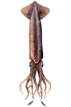 Commander squid (Berryteuthis magister). Watercolor illustration calamary hand drawn isolated on transparent background. For printing on fish products, food design and typography