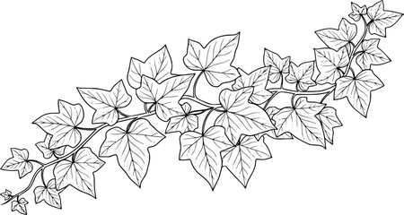Fototapeta premium ivy vine with detailed foliage, cut out transparent