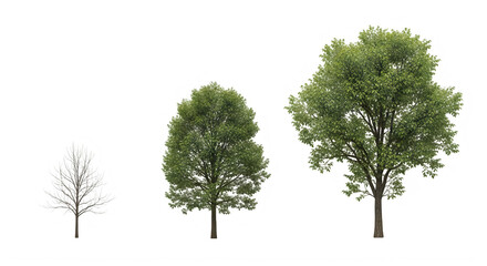 Obraz premium Three trees in different stages of growth isolated on transparent background
