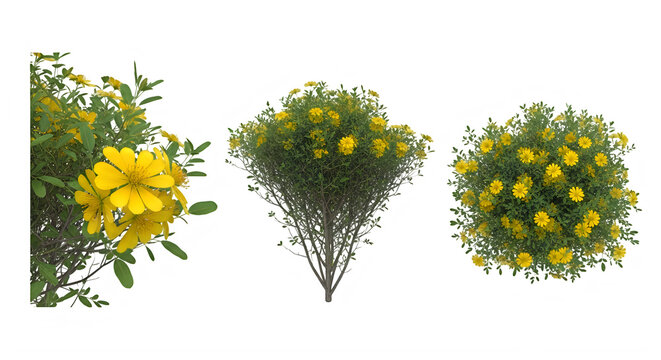 Three different views of a yellow flowering bush isolated on transparent background