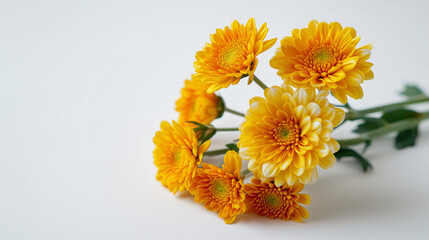 Mini Chrysanthemum Flowers Arrangement with Copy Space on White Background, Macro Botanical Floristry