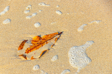 Red orange yellow leaf floating in water waves on beach.