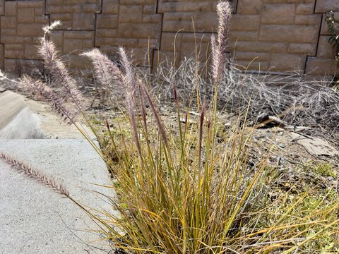 Highly invasive Crimson Fountaingrass (Cenchrus setaceus) growing along a roadside in San Marcos, California.