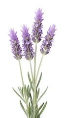 Obraz premium Fresh Lavender Sprigs with Purple Flowers and Green Leaves Isolated on White and Transparent Background, PNG. Organic Lavandula Herb for Aromatherapy and Botanical Design