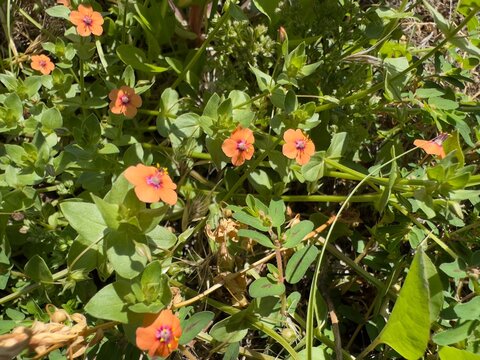 A close-up of the Scarlet Pimpernel (Anagallis arvensis), a common orange-flowered weed in a San Marcos lawn.