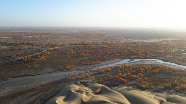 Aerial Time-lapse of Golden Populus Euphratica Forest and Tarim River at Lop Nur Village in Yuli, Xinjiang, China