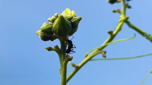 Lasius niger Black garden ant on the flower buds of a plant up-close nature