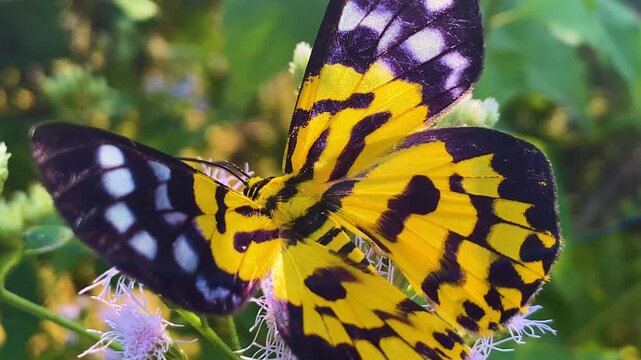 False Tiger Moth butterfly collecting nectar on Siam Weed flower.