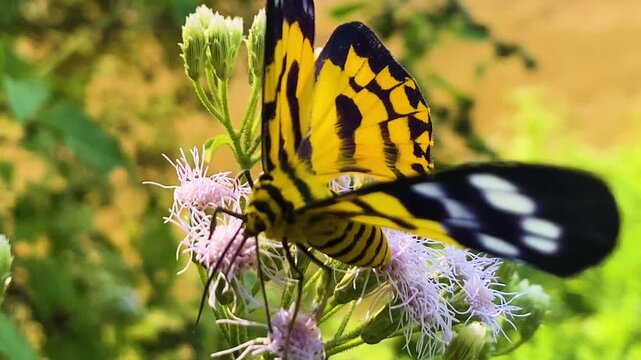 Nature view of colorful butterfly pollinating jack in bush flower.wildlife shot.