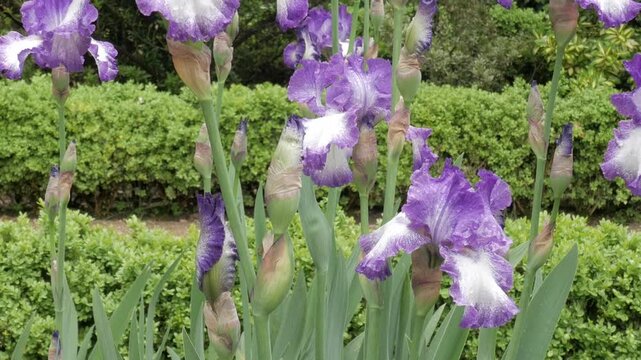 Purple irises in a lush garden, showcasing natural beauty and tranquility