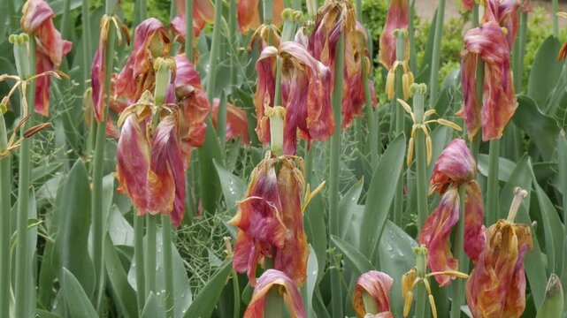 Wilting tulips in garden, a scene of natural decay and end of spring