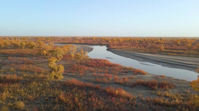 Aerial Time-lapse of Golden Populus Euphratica Forest and Tarim River at Lop Nur Village in Yuli, Xinjiang, China