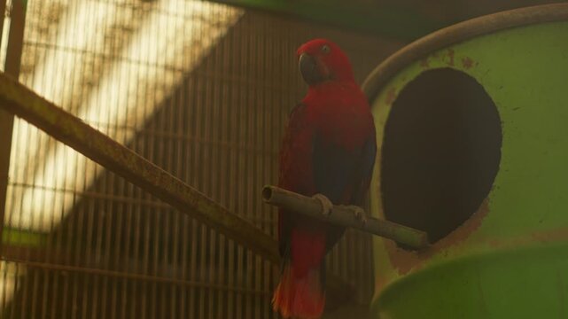 Scarlet macaw perched on wooden bar inside aviary cage with warm sunlight and soft background