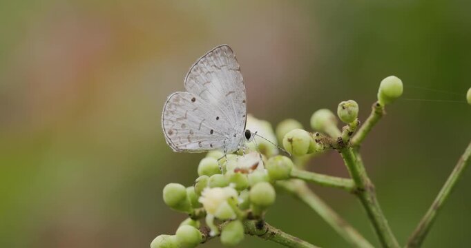 Hedge Blue butterfly sipping nectar from Leea indica flowers in the monsoon season