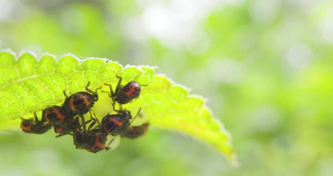 Newly hatched black and orange stink bug nymphs emerge on a wet, rainy morning leaf.