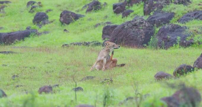 Indian Golden Jackal sits on a grassy hillside, pausing to scratch a persistent itch.