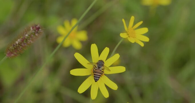 Indian Honey Bee gathers nectar and pollen from a Yellow Sonki flower before hovering away on a misty monsoon morning.