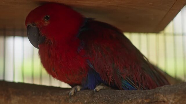 Red eclectus parrot resting on wooden branch inside aviary cage with soft natural light, zoom out