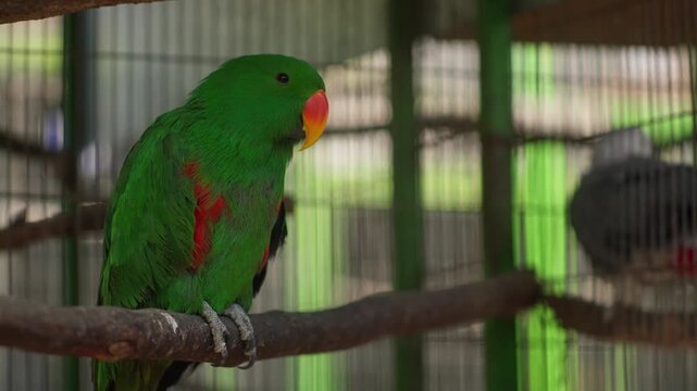 Green eclectus parrot perched on branch inside aviary cage with soft natural daylight background, full body