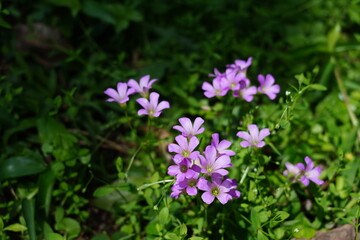 Obraz premium Oxalis.