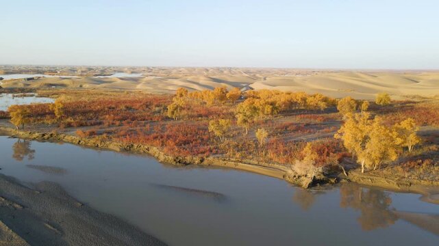 Aerial Time-lapse of Golden Populus Euphratica Forest and Tarim River at Lop Nur Village in Yuli, Xinjiang, China