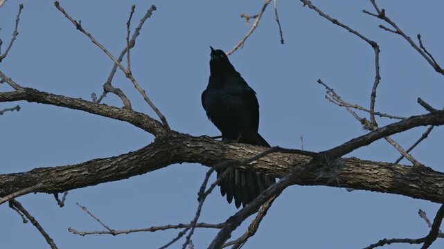 Black crow cawing from tree branches in a park