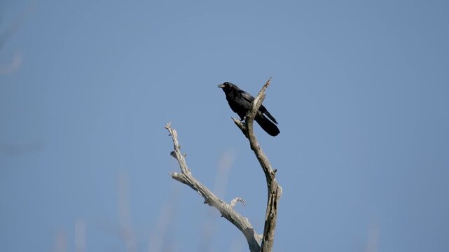 Black crow cawing from the top of a dead tree