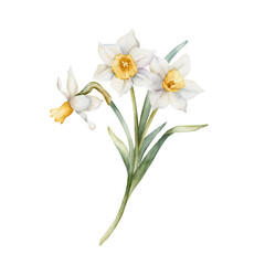 Fototapeta premium Daffodil Bouquet Spring Bulb Flowers. Watercolor hand drawn narcissus floral illustration isolated on white background for Easter Woman's day design textile fresh print card cosmetic package crockery