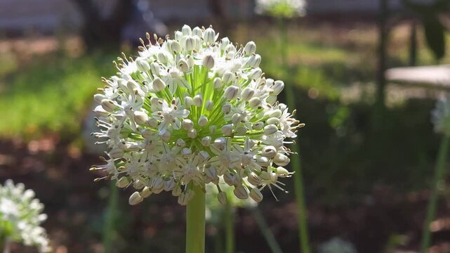 Blooming onion flower close uo shot 