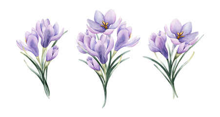 Crocus Bouquet Set Spring Bulb Flower. Watercolor hand drawn floral illustration isolated on white background for Easter Woman's day design home textile fresh fabric print card cosmetic package © Leyla