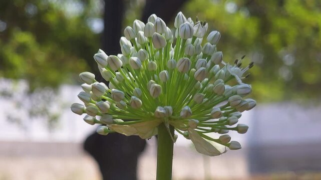 Blooming onion flower close uo shot 