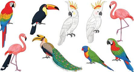 Exotic Tropical Bird Species Collection with Parrot Toucan Flamingo Cockatoo Peacock and Colorful Jungle Wildlife Birds Vector Illustration Set © Ismail