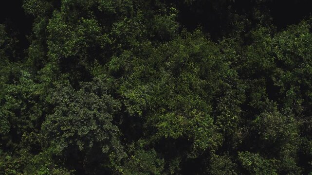 Downward looking and slow upward moving airborne perpendicular view of lush green tropical forest foliage in sunny weather.