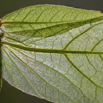 Backlit macro of Phylliidae leaf insect wing showing intricate vein structures