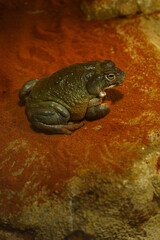 African bullfrog resting on red sand