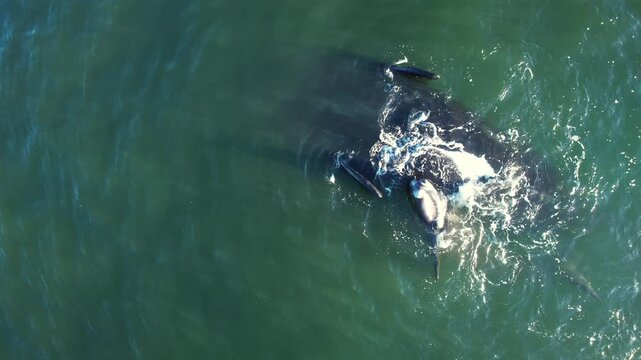 Aerial view pod of bowhead whale spouting hug play. Bowhead whale family swimming together in calm blue ocean water, Mother cares calf. Whale watching of migrate Baleen whales South Africa. Shark