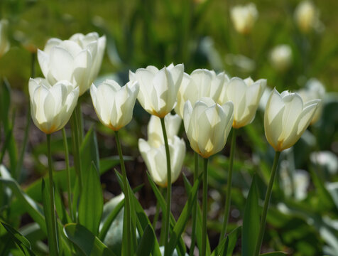 Garden, natural and growth with tulips, plants or flowerbed for design or blossom in nature. White, roses or outdoor petals with vibrant leaves or floral bloom for eco friendly development or ecology
