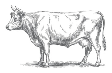 Farm cow sketch drawing. Hand drawn farm animal in vintage black and white ink line art style. © Ranjit